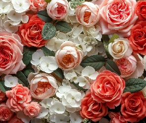 Białe, Listki, Róże, Czerwone, Kwiaty