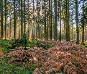 Promienie słońca, Drzewa, Paprocie, Uschnięte, Las