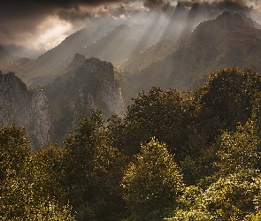 Przebijające światło, Chmury, Drzewa, Las, Góry, Mgła