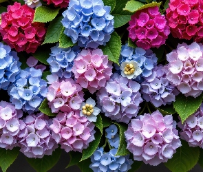 Hortensje, Niebieskie, Różowe, Fioletowe