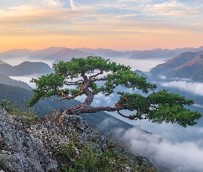 Wschód słońca, Jezioro, Mgła, Sosna, Góry, Chmury, Kamienie, Drzewo, Niebo, Skały