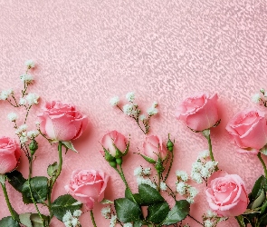 Różowe tło, Gipsówka, Różowe, Kwiaty, Róże, Biała
