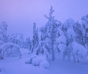 Zaśnieżone, Las, Zima, Drzewa, Śnieg