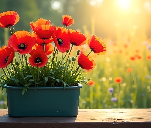 Maki, Grafika, Doniczka, Kwiaty, Czerwone