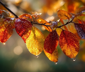 AI, Grafika, Jesienne, Gałązka, Liście, Krople