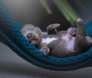 Szczeniak, Hamak, Szal, Zielony, Pies