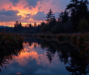 Odbicie, Rośliny, Niebo, Kolorowe, Staw, Drzewa