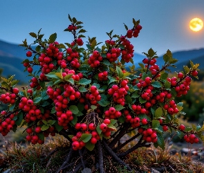 AI, Księżyc, Jagody, Krzew, Czerwone, Owoce