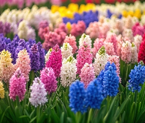 Hiacynty, Żółte, Różowe, Niebieskie, Białe, Fioletowe