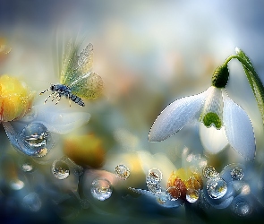 Kwiat, Grafika AI, Krople, Motyl, Przebiśnieg