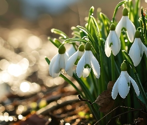 Białe, Światło, Kępka, Przebiśniegi, Kwiaty