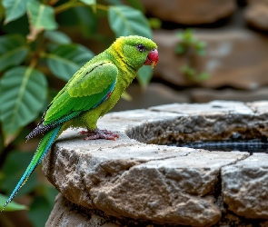 Grafika AI, Poidło, Zielona, Papuga, Ptak, Kamienne