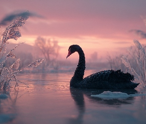 Łabędź, Grafika AI, Trawy, Jezioro, Czarny