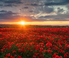 Kwiaty, Zachód słońca, Chmury, Maki, Pole