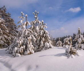 Drzewa, Niebo, Świerki, Zima, Ośnieżone