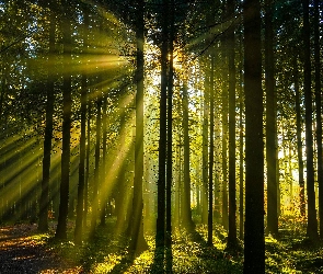 Las, Droga, Ścieżka, Przebijające światło, Drzewa