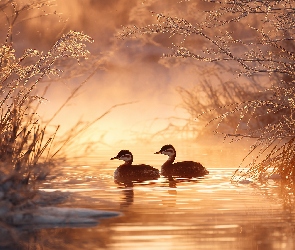 Roślinność, Grafika AI, Perkozy rdzawoszyje, Dwa, Woda, Zarośla