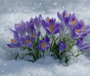 Fioletowe, Grafika AI, Śnieg, Krokusy, Rozkwitające