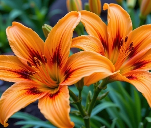 Rozkwitnięte, Zbliżenie, Lilie, Pomarańczowe, Dwie