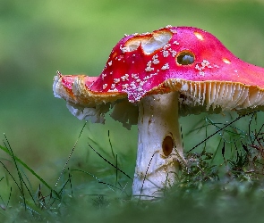 Muchomor, Trawa, Rozmycie, Zbliżenie, Grzyb