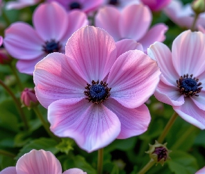 Fioletowe, Zbliżenie, Kwiaty, Różowe, Zawilce