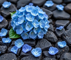 Kamienie, Czarne, Niebieskie, Kwiaty, Hortensja, Płatki