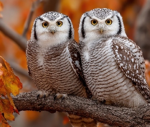 Dwie, Grafika AI, Gałąź, Sowy, Liście