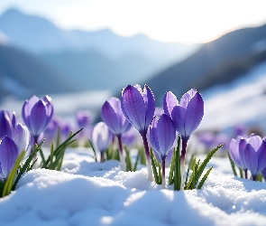Krokusy, Grafika, Góry, Śnieg, Fioletowe