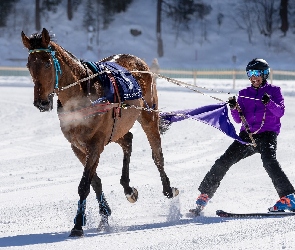 Szwajcaria, Sankt Moritz, Zawodnik, Koń, Wyścigi konne, White Turf