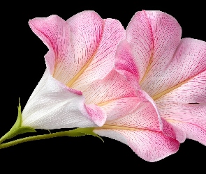 Jasnoróżowy, AI, Tło, Czarne, Kwiat