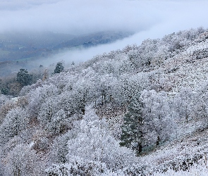 Drzewa, Dolina, Mgła, Wzgórze, Zima