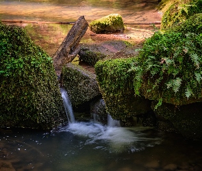 Omszałe, Paprocie, Rośliny, Kamienie, Rzeka