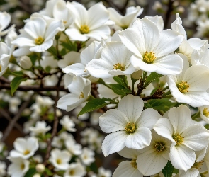 Białe, Gałązki, Kwiaty, Rozkwitnięte, Krzew