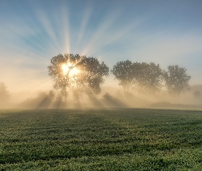 Drzewa, Przebijające światło, Wschód słońca, Mgła, Pola
