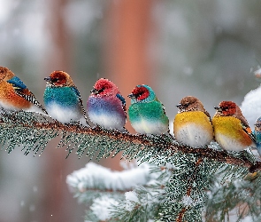 Grafika AI, Śnieg, Ptaki, Kolorowe, Gałązka, Sosna