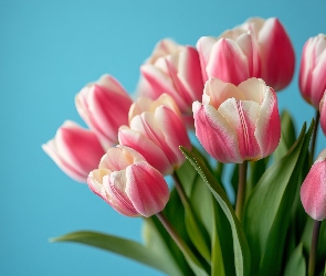 Biało-różowe, Niebieskie tło, Bukiet, Tulipany, Kwiaty