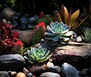 Grafika, Skalniak, Rośliny, Kamienie, Sukulenty, Eszewerie