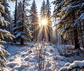 Grafika AI, Promienie słońca, Las, Zima, Drzewa, Polana
