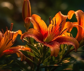 Pomarańczowe, Grafika, Światło, Kwiaty, Lilie