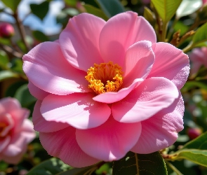 Rozkwitnięty, Listki, Kwiat, Różowy, Kamelia