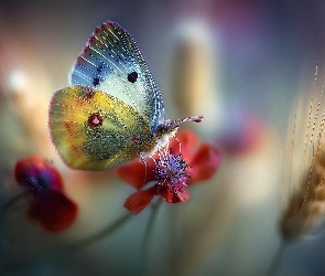 Grafika AI, Kłos, Owad, Motyl, Czerwony, Kwiat