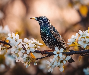 Grafika AI, Drzewo owocowe, Szpak, Ptak, Gałązka, Kwiaty