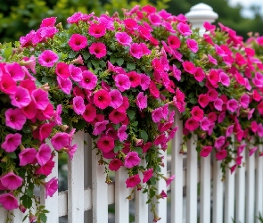 Płot, Biały, Kwiaty, Różowe, Petunie, Wiszące