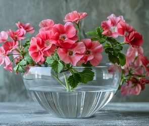 Kwiaty, Miska, Szklana, Pelargonia, Różowe