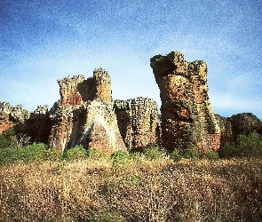 Góry, Krzewy