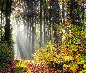Drzewa, Przebijające światło, Krzewy, Liście, Las