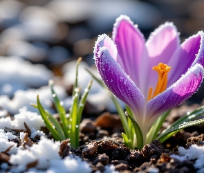 Listki, Zielone, Ośnieżony, Śnieg, Fioletowy, Krokus