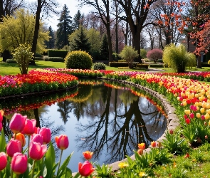 Kwiaty, Wiosna, Drzewa, Tulipany, Park