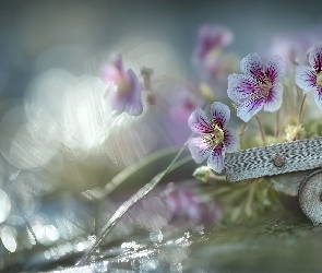 Grafika AI, Bokeh, Kwiaty, Bodziszek, Drewniany, Wózek