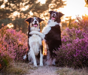 Światło Słoneczne, Światło słoneczne, Psy, Dwa, Border collie, Wrzos